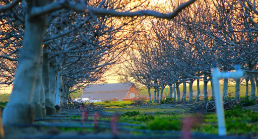 Tree Cabling vs. Tree Removal: Which Saves Your Tree Best?